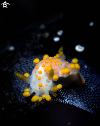 Nudibranch