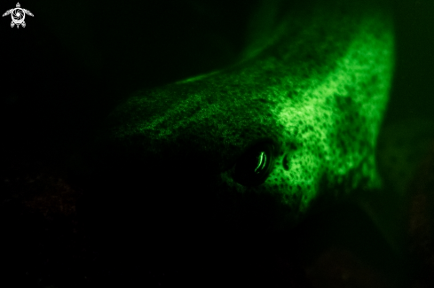 A Small-spotted Catshark