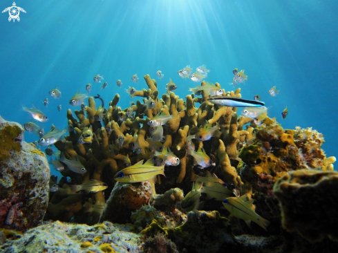 A small coral reef fish