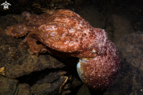 A Curled Octopus