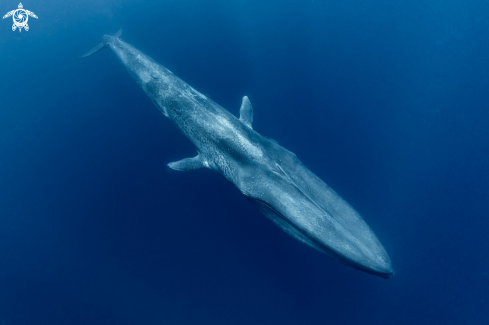 A Balaenoptera musculus | Blue Whale 