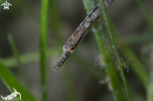 A Pipefish