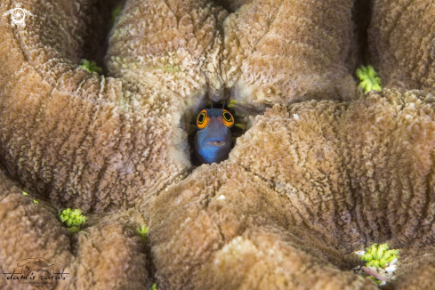 A Blenny