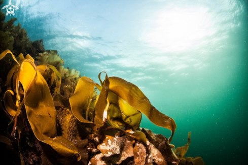 A underwater creature