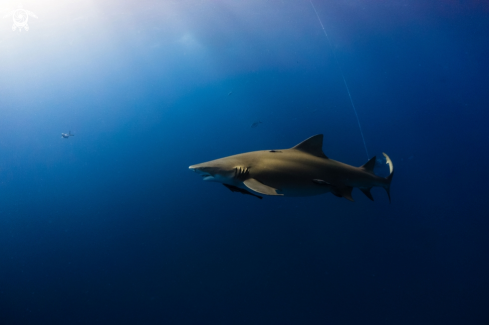 A Lemon Shark