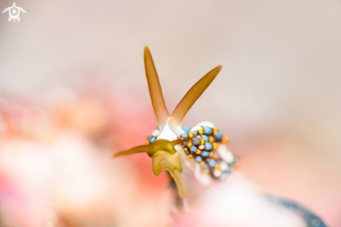 A Cuthona SP3 | Nudibranchia