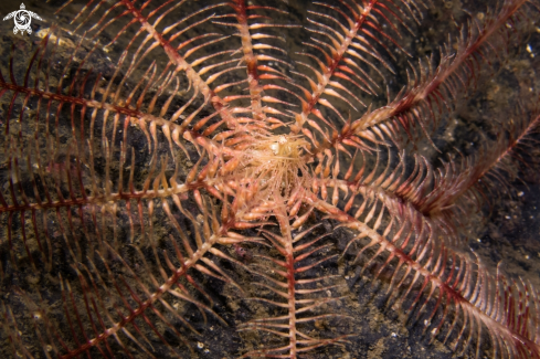 A Antedon petasus | Feather Star