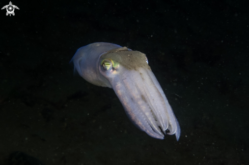 A Cuttlefish