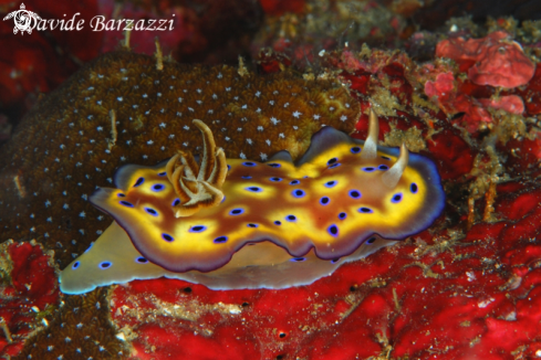 A Chromodoris kuniei | Nudibranch