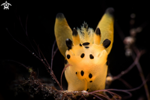 A Pikachu