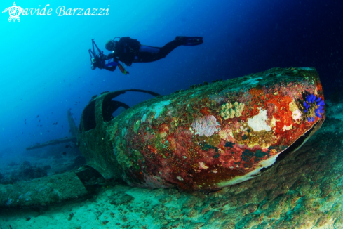 A underwater creature