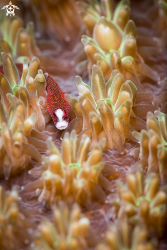 A Pugheaded pipefish