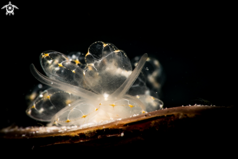 A Butterfly nudibranch