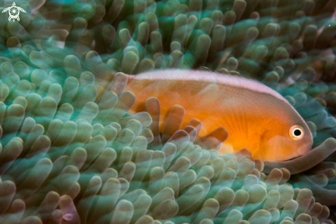 A Anemone fish