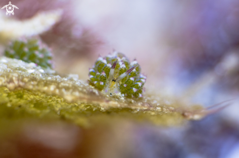 A Nudi