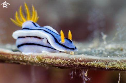 A Nudi
