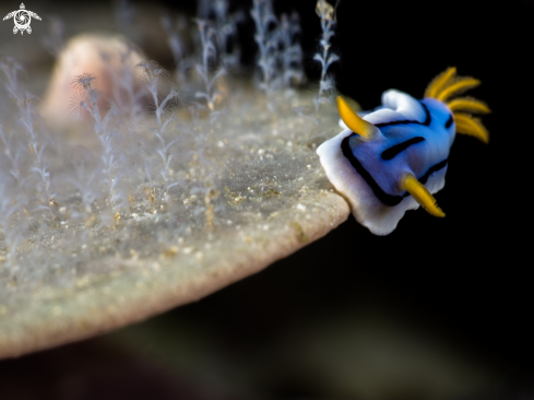 A Nudi