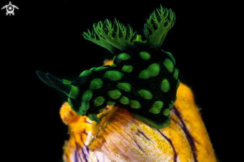 A Nudi