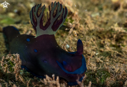 A Nudibranch with Skeleton Shrimp
