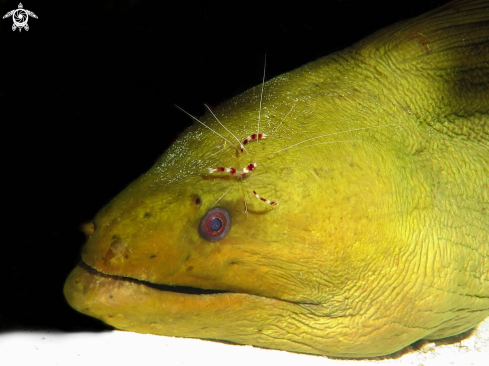 A Green Moray Eel