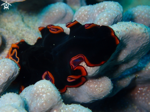 A sea life from Southern Africa