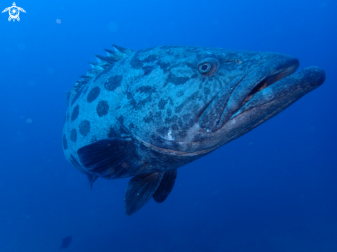 A sea life from Southern Africa