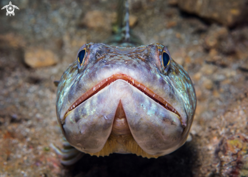 A Sand Diver