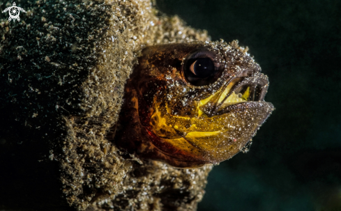 A Blenny