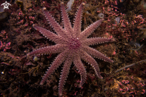 A Crossaster papposus | Common Sunstar