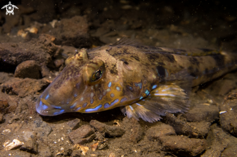 A Callionymus lyra | Common Dragonet