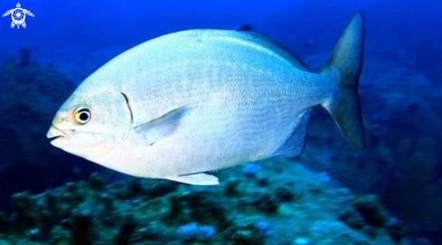 A White Seabream Mauritius 15 metres