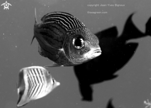 A Close ups of cardinal fish Mauritius.