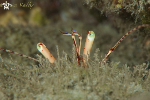 A Hermit Crab