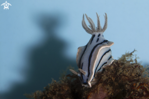 A Chromodoris willani