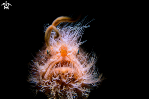 A hairy frogfish