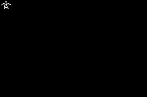 A Chromodoris willani