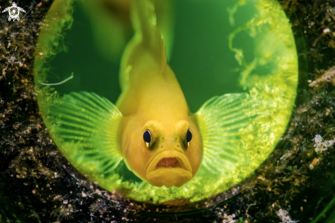 A Lemon goby