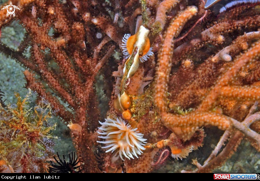 A anemone colony