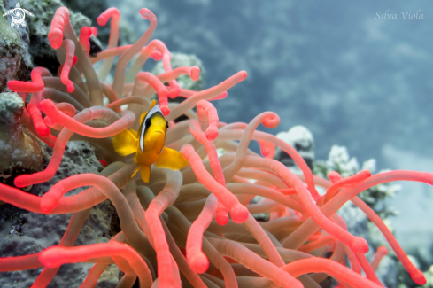 A Amphiprion bicinctus | Two-banded Anemonefish