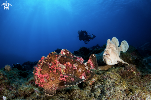 A frogfish