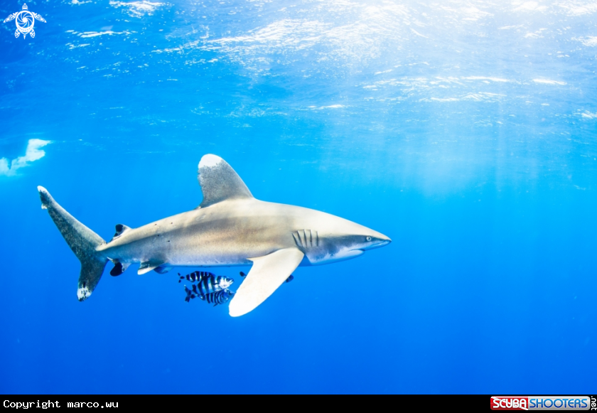 A ocean withe trip shark