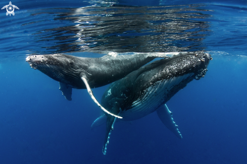 A Humpback whales