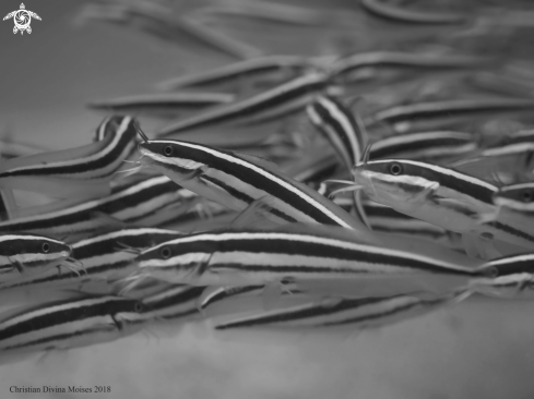 A Striped Catfish