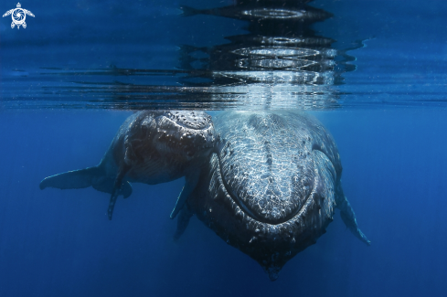 A Humpback whales