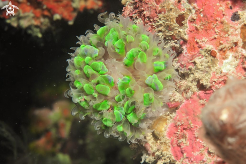 A stony coral