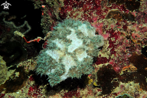 A stony coral