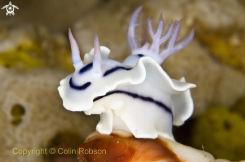 A nudibrach