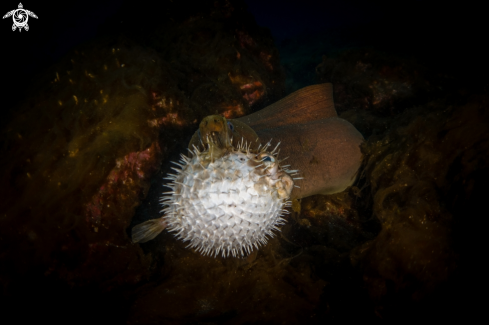 A Diodon holocanthus | Long-spined Porcupine Fish