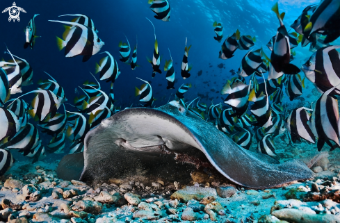 A Cowtail stingray