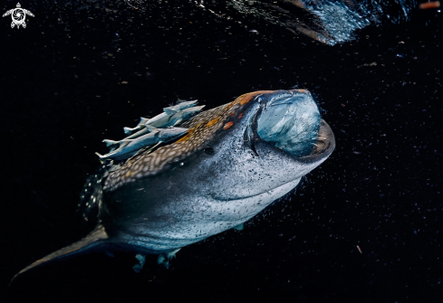 A Whale shark